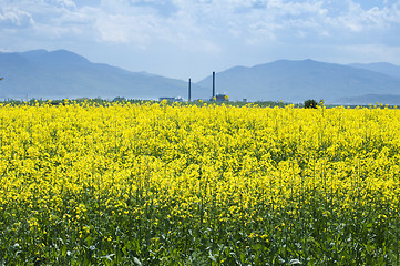 Image showing Rape plantation