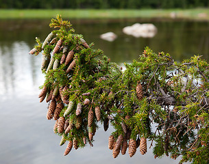 Image showing Spruce branch on a background of lake