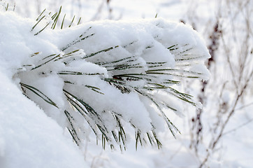 Image showing powdery snow covered pine branch small needle tips 