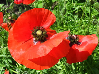 Image showing beautiful flower of red poppy