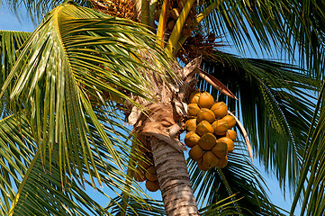 Image showing Coconut palm