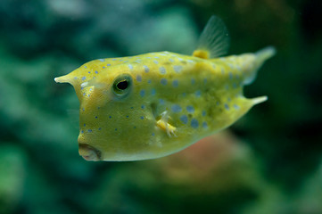 Image showing Tropical fish