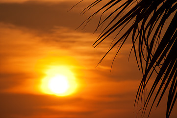 Image showing Sunset with palm