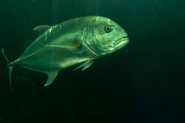Image showing Tropical fish