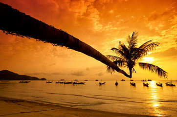 Image showing Sunset with palm and boats on tropical beach