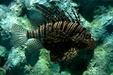 Image showing Tropical fish lionfish