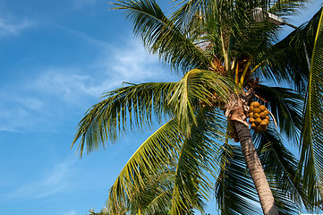 Image showing Coconut palm