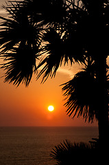 Image showing Sunset with palm