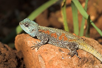 Image showing lizard on rock