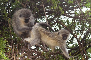 Image showing monkey grooming