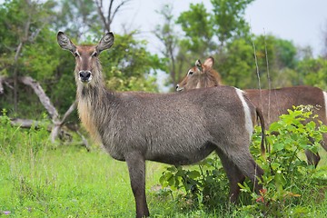 Image showing two waterbuck