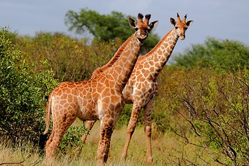 Image showing two giraffe