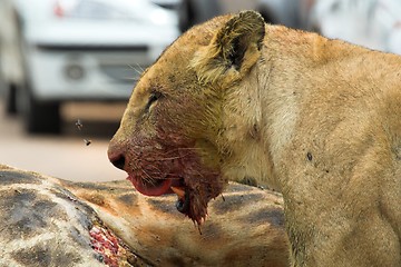 Image showing Lioness licking lips