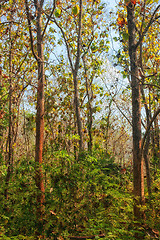 Image showing forest trees early autumn