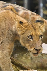 Image showing Lion cub