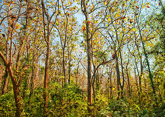 Image showing forest trees early autumn