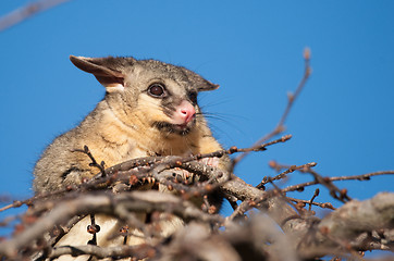 Image showing brush tail possum in tree