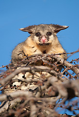 Image showing brush tail possum in tree