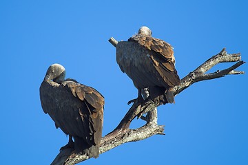 Image showing vultures on tree top