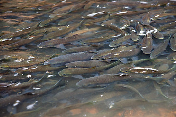 Image showing fish in national park