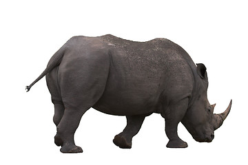 Image showing isolated rhino