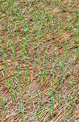 Image showing organic vegetables growing