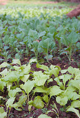 Image showing organic vegetables growing