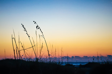 Image showing beach plants at sunrise dusk