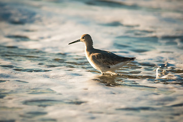 Image showing Willet wading through the ocean foam
