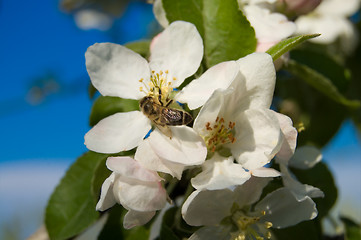 Image showing apple and bee