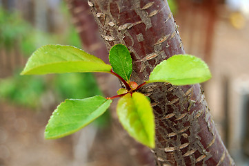 Image showing green leaves