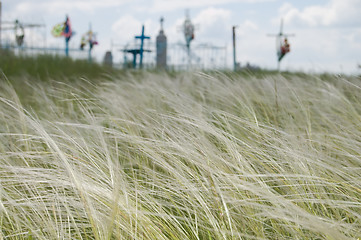 Image showing feather grass