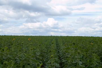 Image showing field sunflower