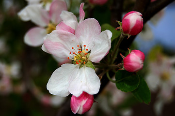 Image showing red flower