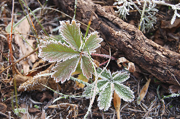 Image showing frozen leaf