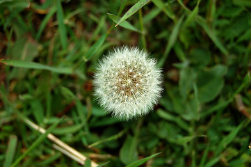 Image showing old dandelion
