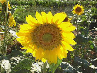 Image showing sunflower