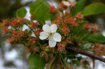 Image showing flowering cherry