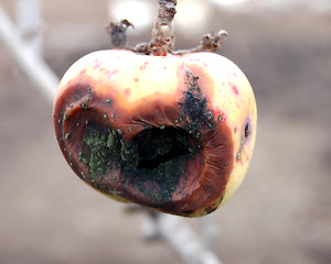 Image showing bad apple