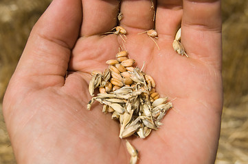 Image showing corn in hand