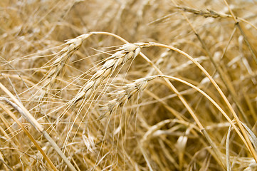 Image showing mature wheat