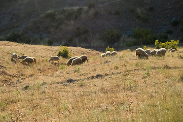 Image showing flock of sheep