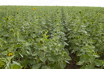 Image showing rows sunflower
