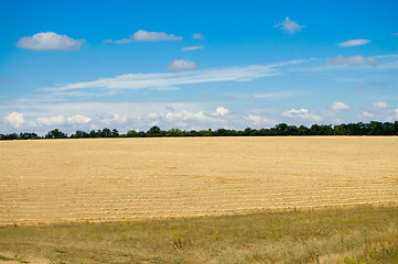 Image showing field with harvest