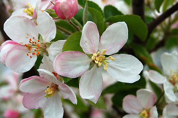Image showing ping apple flower