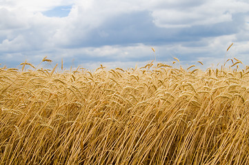 Image showing wheat field