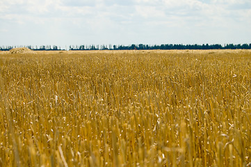 Image showing cutting harvest