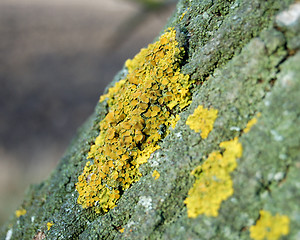 Image showing tree crust