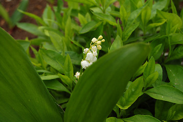 Image showing lily of the valley