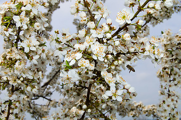 Image showing cherry blossoms